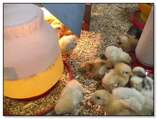 baby chicks on hemp